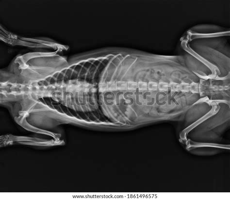 Dorso Ventral X Ray Cat View Stock Photo 1861496575 Shutterstock