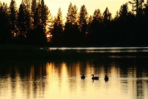 Ducks In The Sunset Free Photo Download Freeimages