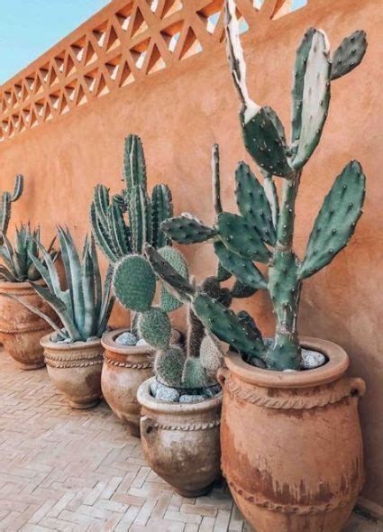 On average, a moon cactus can live anywhere between one to three years. How Long Do Cacti Live? | Cactussen en vetplanten, Muur ...