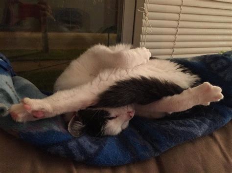 30 Funny Photos Of Cats Proving How Entertaining They Can Be Cat