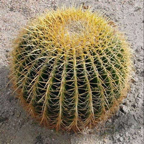 Mixed Rare Stone Cactus Seeds Succulent Seeds 100pcspack