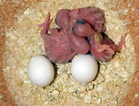 Baby Budgies Hatching Question