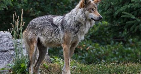 Revival Of Red Wolf Reintroduction Urged
