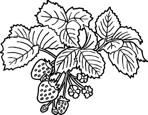 Cool Strawberry Flower Coloring Page Coloring Pages For Boys Flower