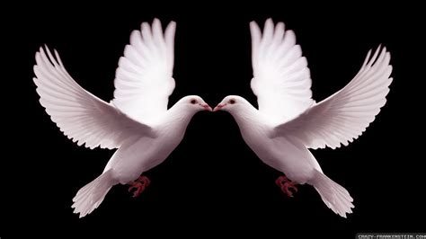 Kissing Love Doves