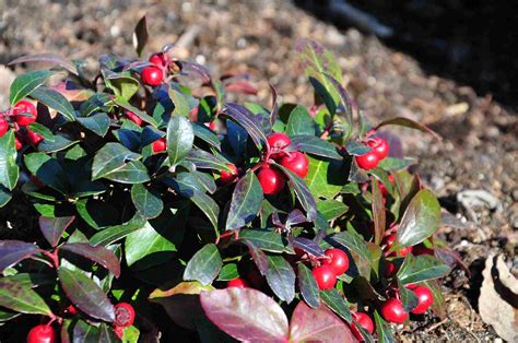 Wintergreen Plant Care And Growing Guide