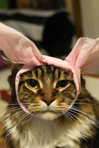 17 Best Images About Cats In Bunny Ears On Pinterest Cats Too Funny