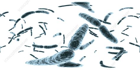Lactobacillus Bacteria Illustration Stock Image F0251205