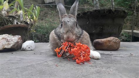 Rabbit Eating Flowers Youtube