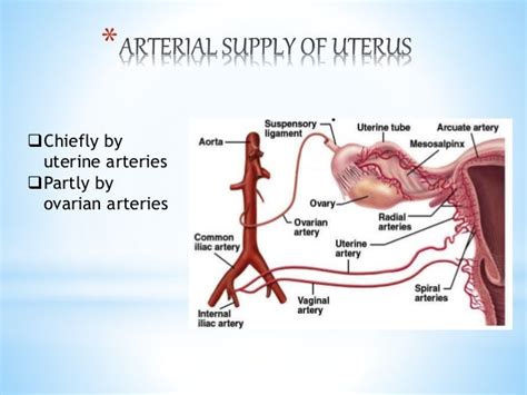 Ovarian And Endometrial Cancer