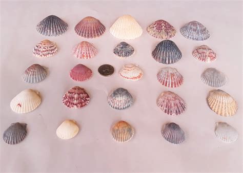 Scallop Shells Many Varieties And Sizes Hot Sex Picture