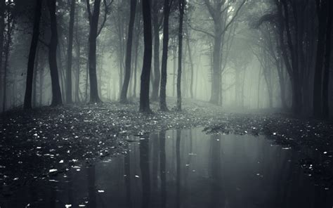 46 Creepy Forest Wallpaper On Wallpapersafari