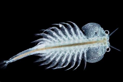 Brine Shrimp Life Cycle Benefits And Diy Hatchery Shrimp And Snail