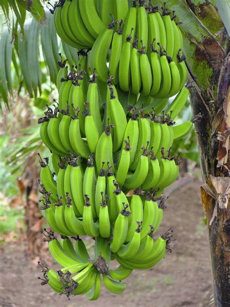 Musa × Paradisiaca La Banane Organique Avec Des Taches Image Stock