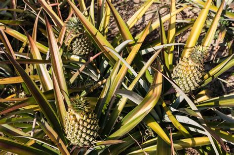 Tropical Pineapple Fruit Outdoor Landscape Of Pineapple Plantation In