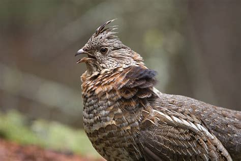 Ruffed Grouse Pictures Images And Stock Photos Istock