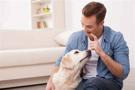 Pieces Of Advice For First Dog Owners Feel The Animal