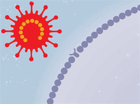 Vaccines approved for use and in clinical trials. How Remdesivir Works to Fight COVID-19 Inside the Body ...