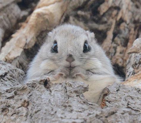 Meet This Adorable Japanese And Siberian Flying Squirrels Cutest