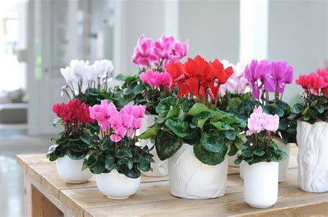 How To Care For Cyclamen How To Look After The Beautiful Fall And