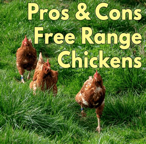 Describe The Advantages And Disadvantages Of Eating Free Range Chickens