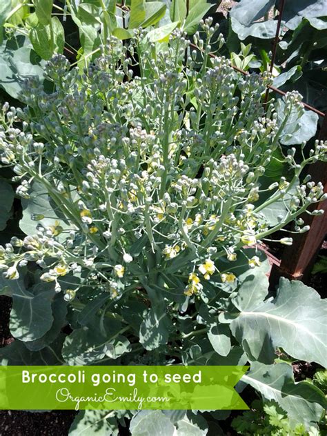 Harvesting And Using Broccoli