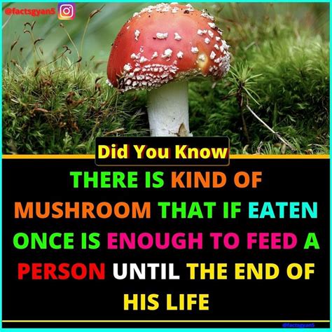 Amazing And Interesting Facts About Mushroom Fun Facts Facts