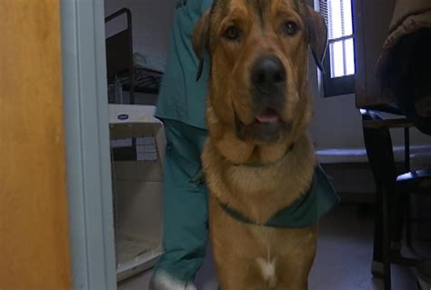 Upstate Prison Inmates Train Dogs For Adoption Fox Carolina 21