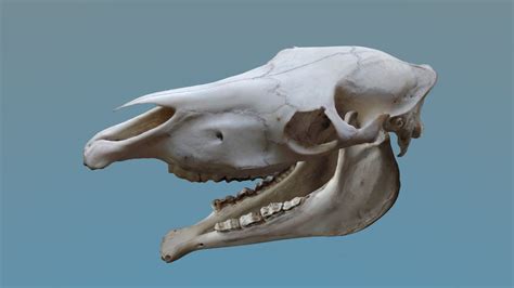 Full Horse Skull 3d Model Animated Rigged Cgtrader