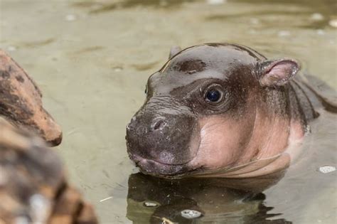 But on to the actual question: Tiny Hippo is Big News for Zoo Basel - ZooBorns