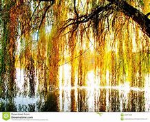 Image result for pictures of sunlight on a willow tree