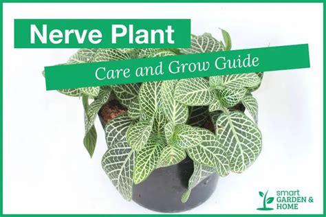 Nerve Plant Care And Grow Guide Smart Garden And Home