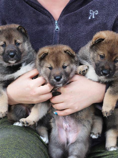 Shikoku Puppies For Sale Kennel V D Egmato From 1997