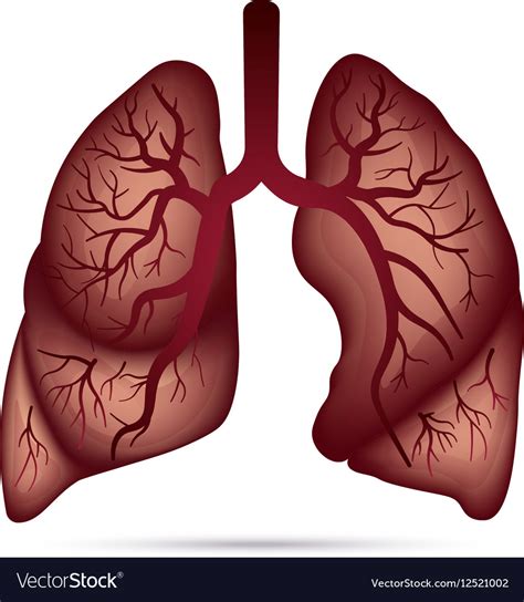 Human Lungs Anatomy For Asthma Tuberculosis Vector Image