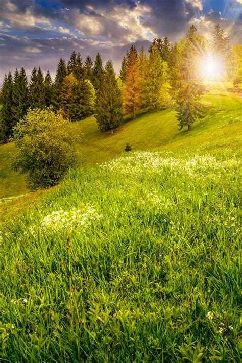 Forest On Hillside Meadow In Mountain At Sunset Stock Image Image Of