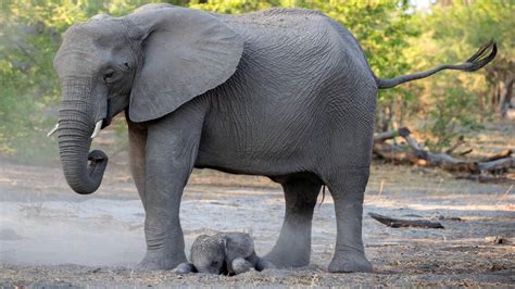 Baby Elephant Cant Find Its Feet Seconds After Birth