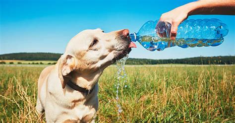 If she doesn't get enough water, nutrients cannot be moved in and out of her cells. Is Your Dog Drinking A Lot Of Water - A Guide To ...