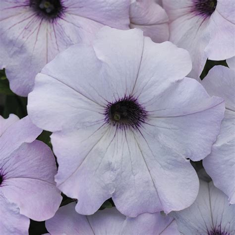 Easy Wave Silver Hybrid Petunia Petunias Horticultural Products