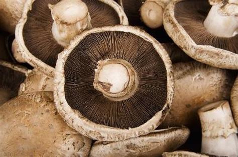It's very easy and rewarding. How to Grow Portobello Mushrooms at Home | Hunker