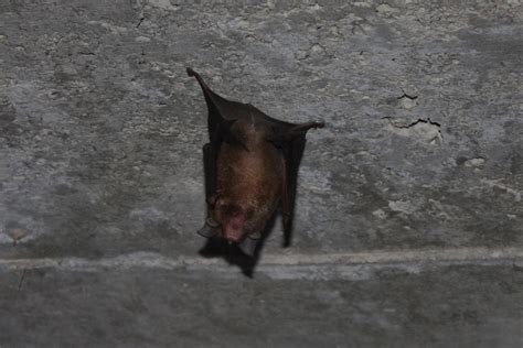 Rufous Horseshoe Bat Rhinolophus Rouxii Found Inside A W Flickr