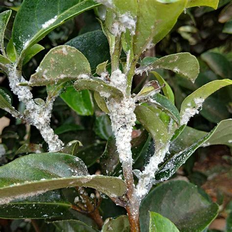 Plant Pests Aphids Mealybugs And How To Control Them