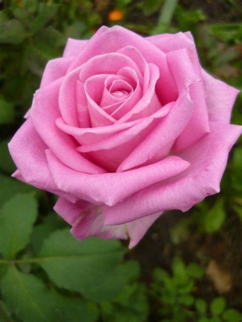 Your flower stock images are ready. 17 Best images about Pink Roses---the most beautiful ...