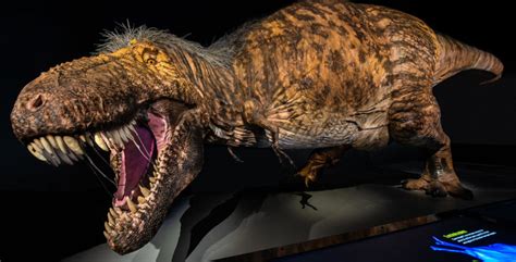 Worlds Most Scientifically Accurate T Rex Model Now On Display In New