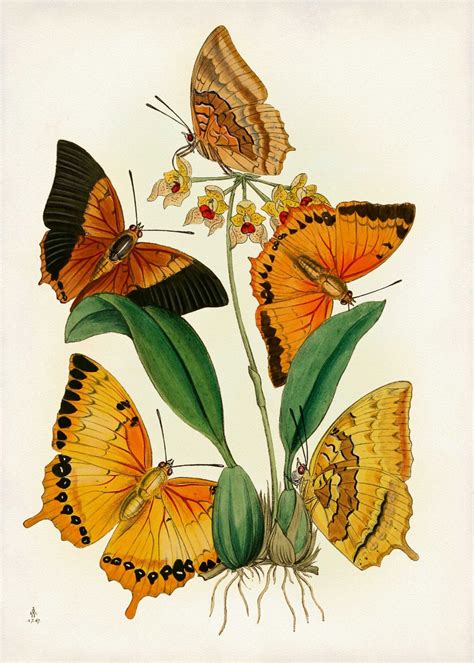 Butterflies Print Burnt Orange Butterflies Botanical Art Poster