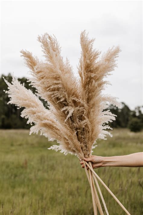 Large 4 Ft Natural Fluffy Pampas Grass Etsy