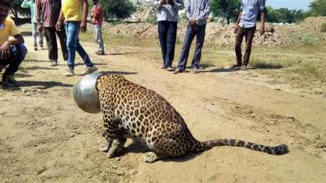 Thirsty India Leopard Gets Head Stuck In Pot Bbc News