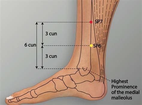 Sp 6 Sanyingjiao Spleen Meridian Acupuncture Point Acumeridianpoints