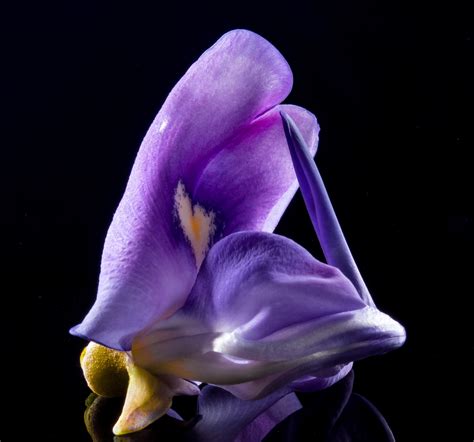 Free Images Blossom Purple Petal Bloom Blue Close Flora Wild