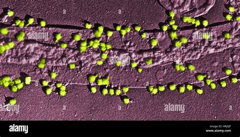 Escherichia Coli On A Cell Wall Stock Photo Alamy
