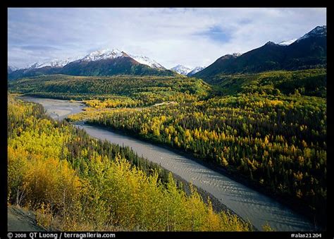 Picturephoto Autumn Aspens Matanuska River And Chugach Mountains